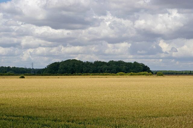Old Decoy Covert near Wressle