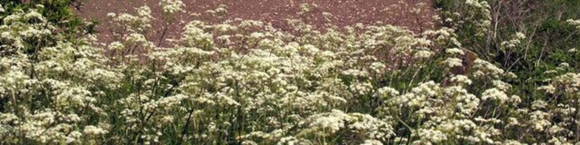 A rural landscape with a dirt road, fields, and flowering bushes.