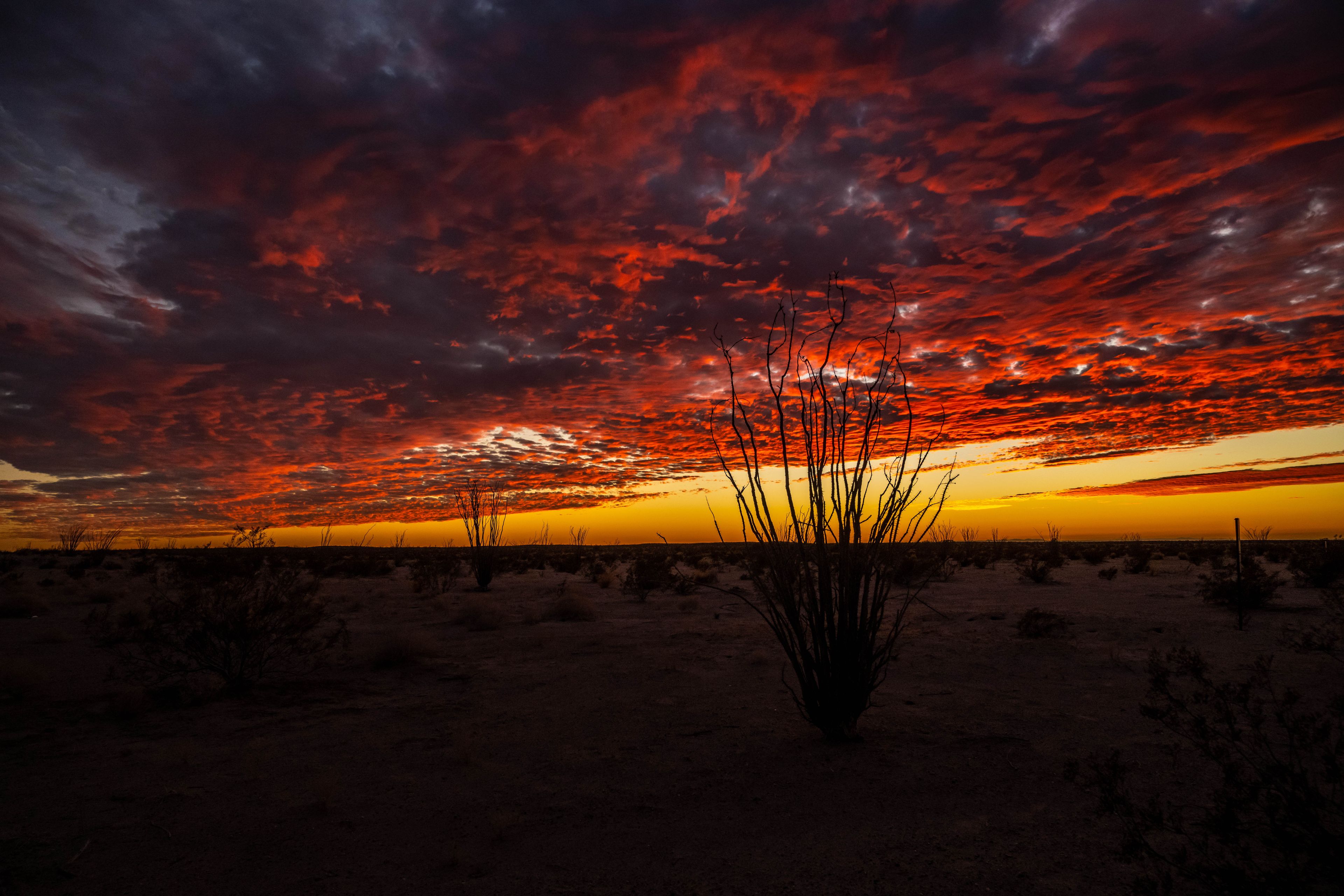 A desert landscape with a sunset and a silhouette of a plant in the foreground.