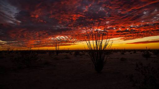 A desert landscape with a sunset and a silhouette of a plant in the foreground.