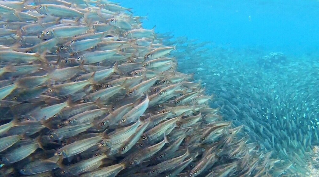 Sardine run