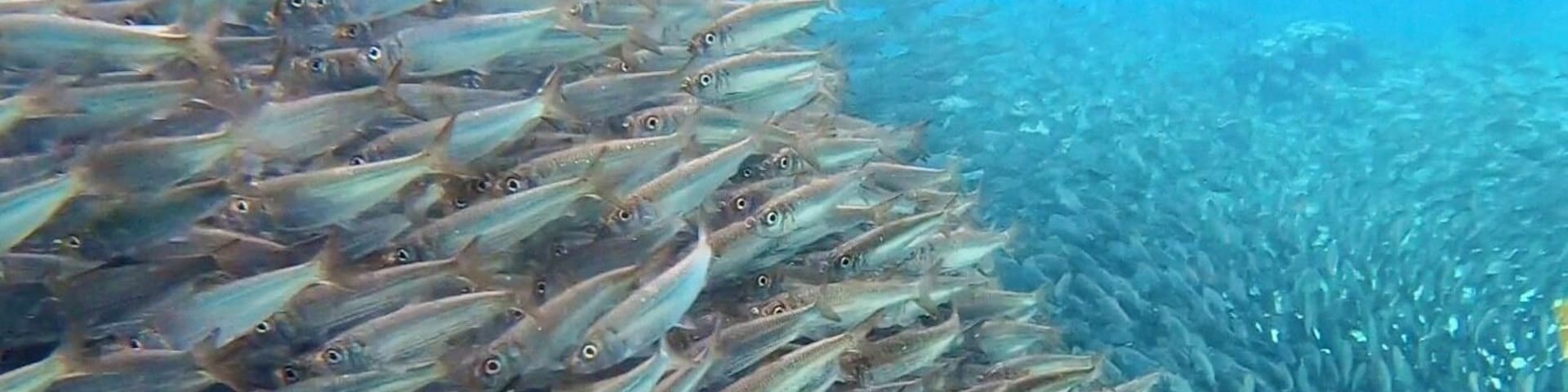 Sardine run