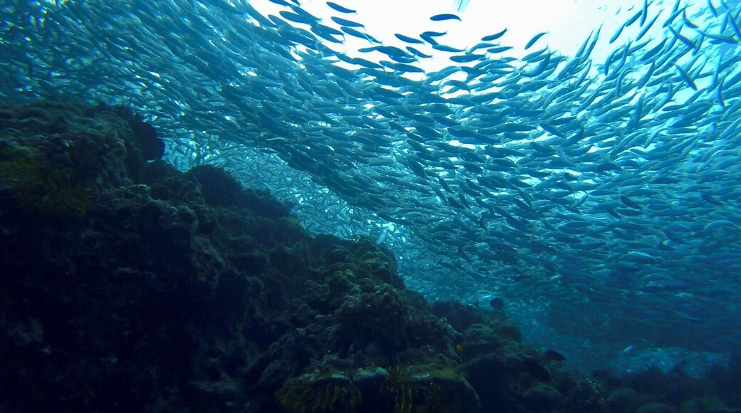 A must visit while in Bohol for people who like snorkeling