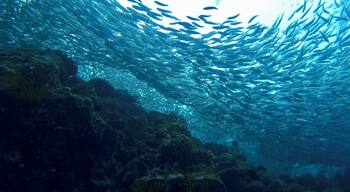 A school of fish swimming in a coral reef environment.
