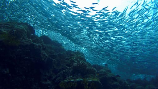 A must visit while in Bohol for people who like snorkeling