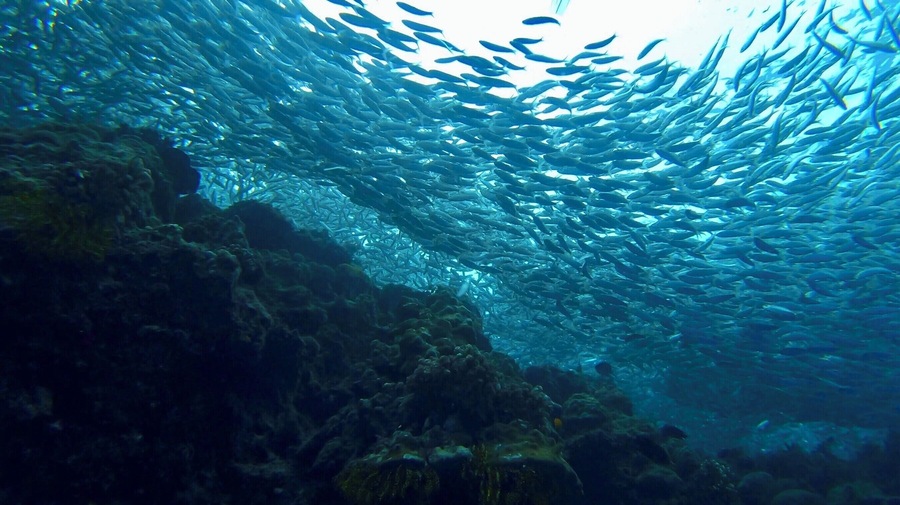A must visit while in Bohol for people who like snorkeling