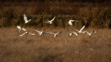 Birds - Cattle Egret, Blackwater National Wildlife Refuge, Virginia