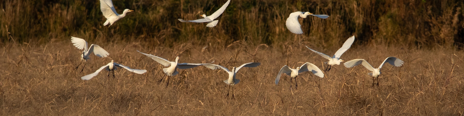 Birds - Cattle Egret, Blackwater National Wildlife Refuge, Virginia