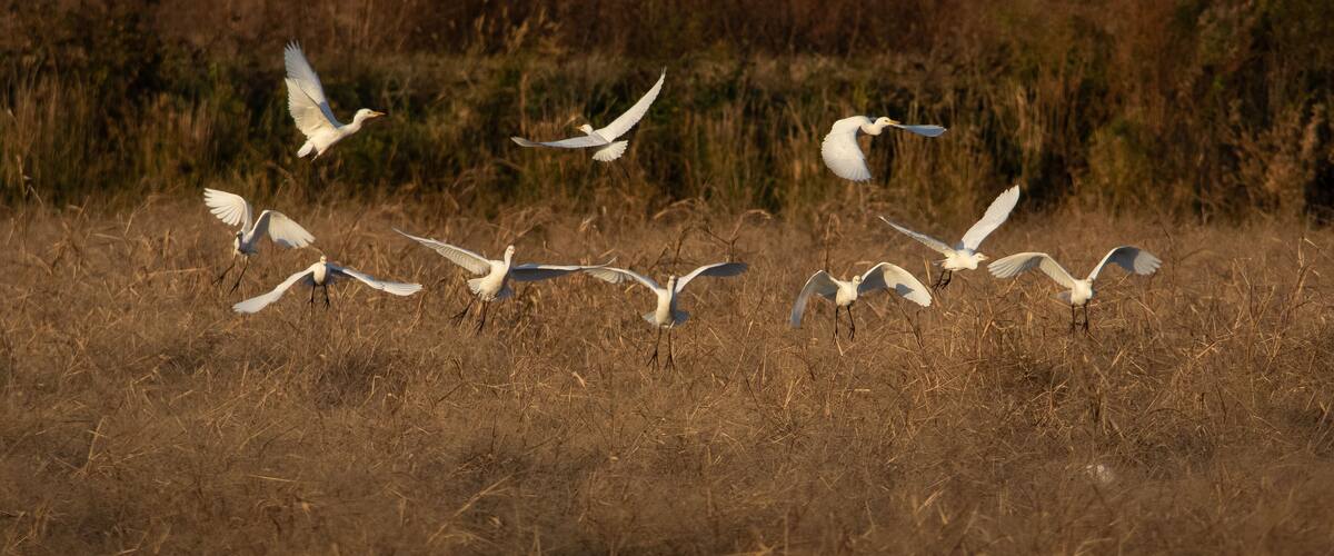 A group of white birds flying over a field of dry grass.