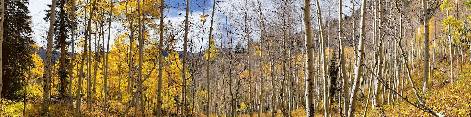Silver Lake by Solitude and Brighton Ski resort in Big Cottonwood Canyon. Panoramic Views from the hiking and boardwalk trails of the surrounding mountains, aspen and pine trees in brilliant fall autu