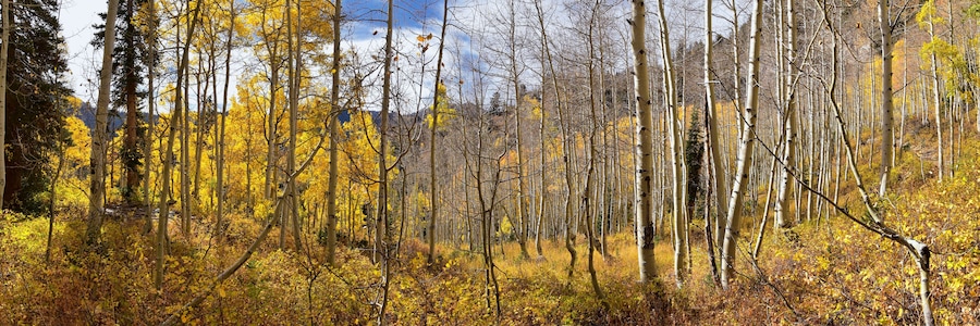 Silver Lake by Solitude and Brighton Ski resort in Big Cottonwood Canyon. Panoramic Views from the hiking and boardwalk trails of the surrounding mountains, aspen and pine trees in brilliant fall autu