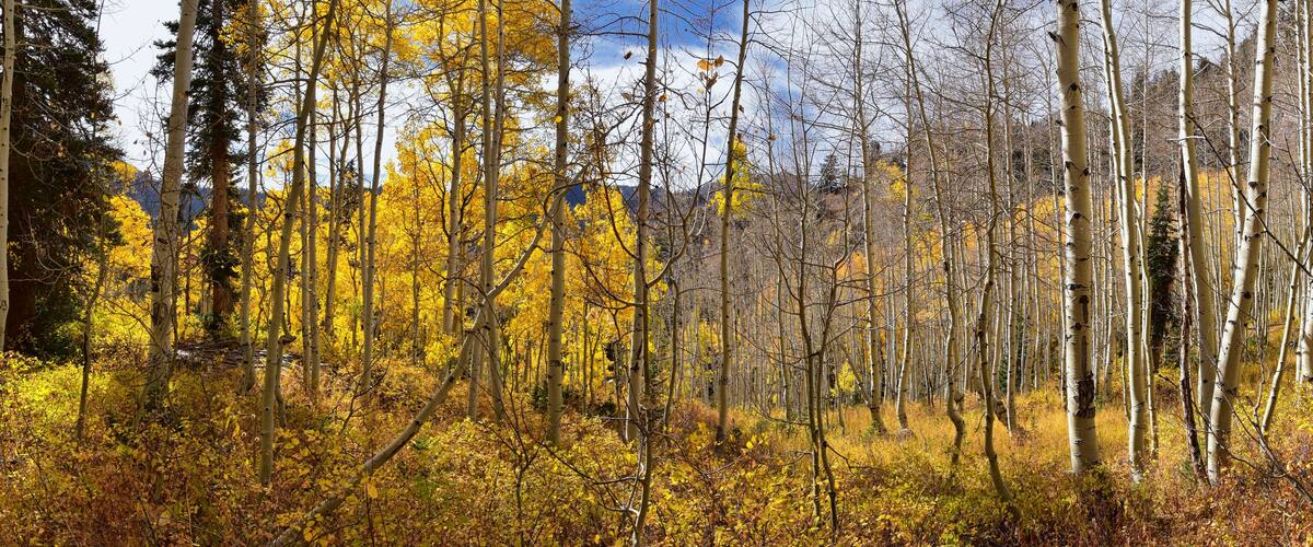 A forest with yellow autumn leaves and tall trees.