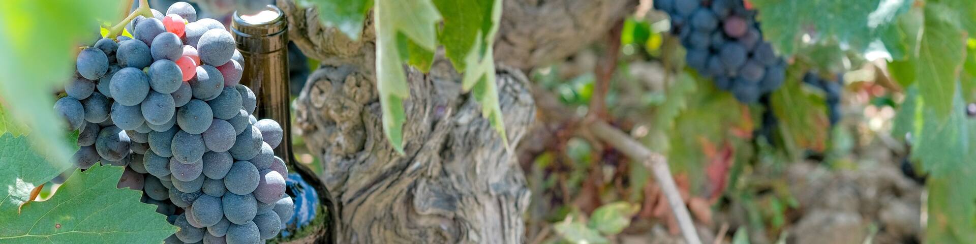 Bottle with red wine no label is outdoor in old grapevine on grape plantation. Dark glass bottle in vineyard in sunny fall day. Ripe organic grape with green leaves in nature. Copy space.