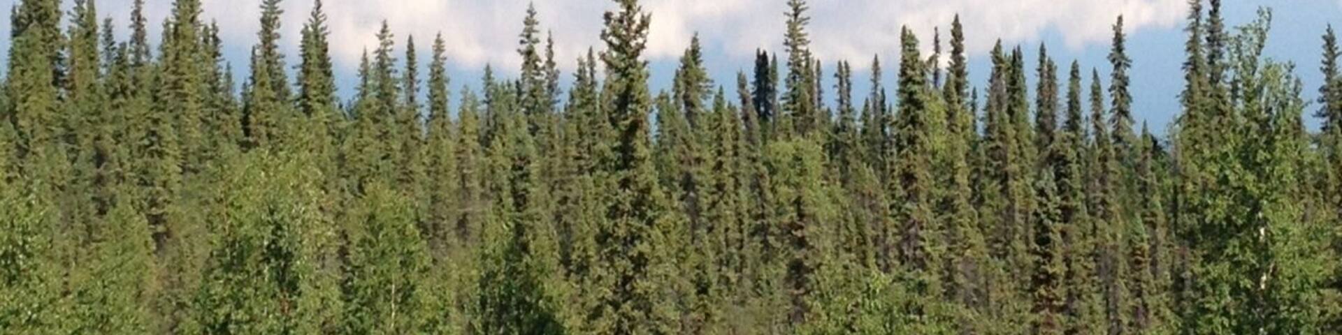 My. Wrangell and company