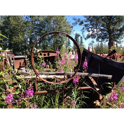 Fireweed at the halfway mark