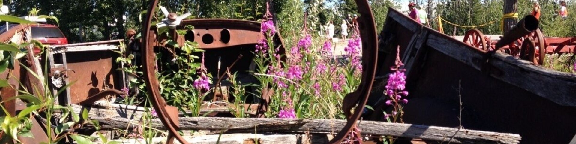 Fireweed at the halfway mark