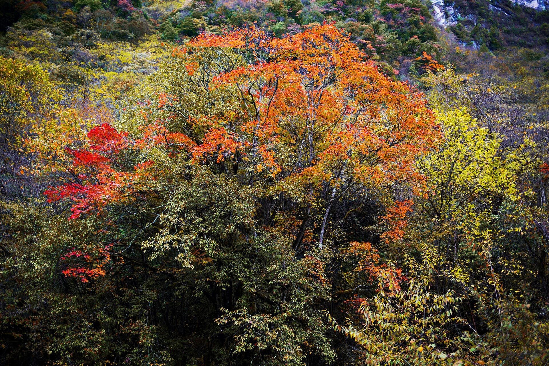 Autumn to the #HuyaGrandCanyon of Pingwu.平武虎牙秋色.

https://twitter.com/Beautifulgx
