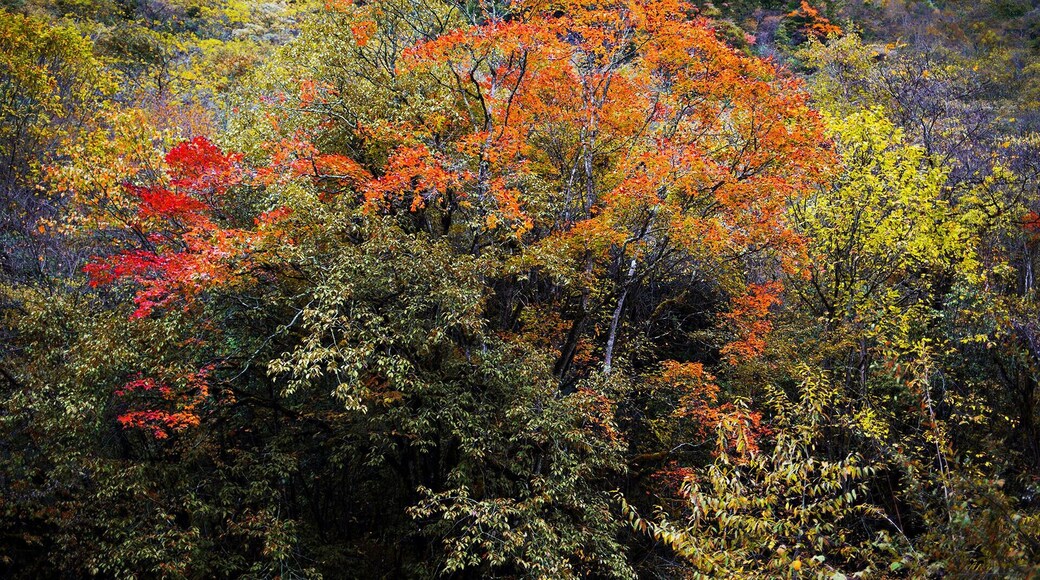 Autumn to the #HuyaGrandCanyon of Pingwu.ćčłæŠèçç§èČ.
https://twitter.com/Beautifulgx