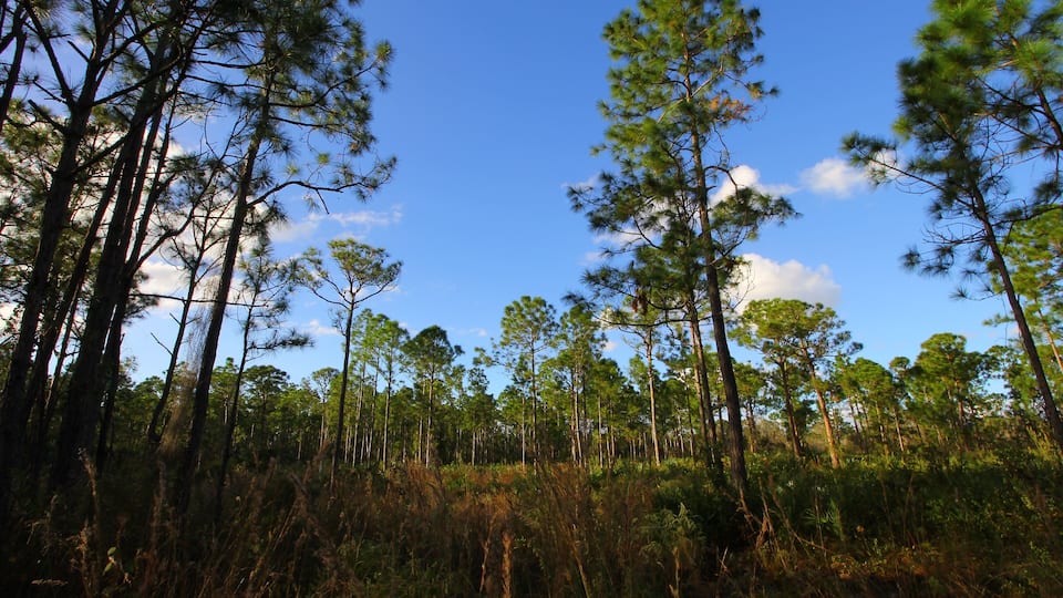 A dense forest of tall pine trees with a clear blue sky.