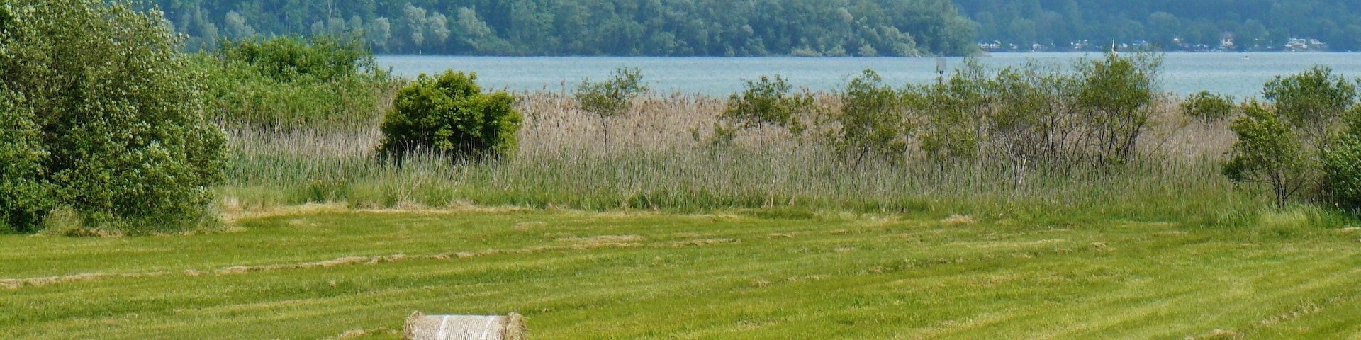 Zeller See (Bodensee)