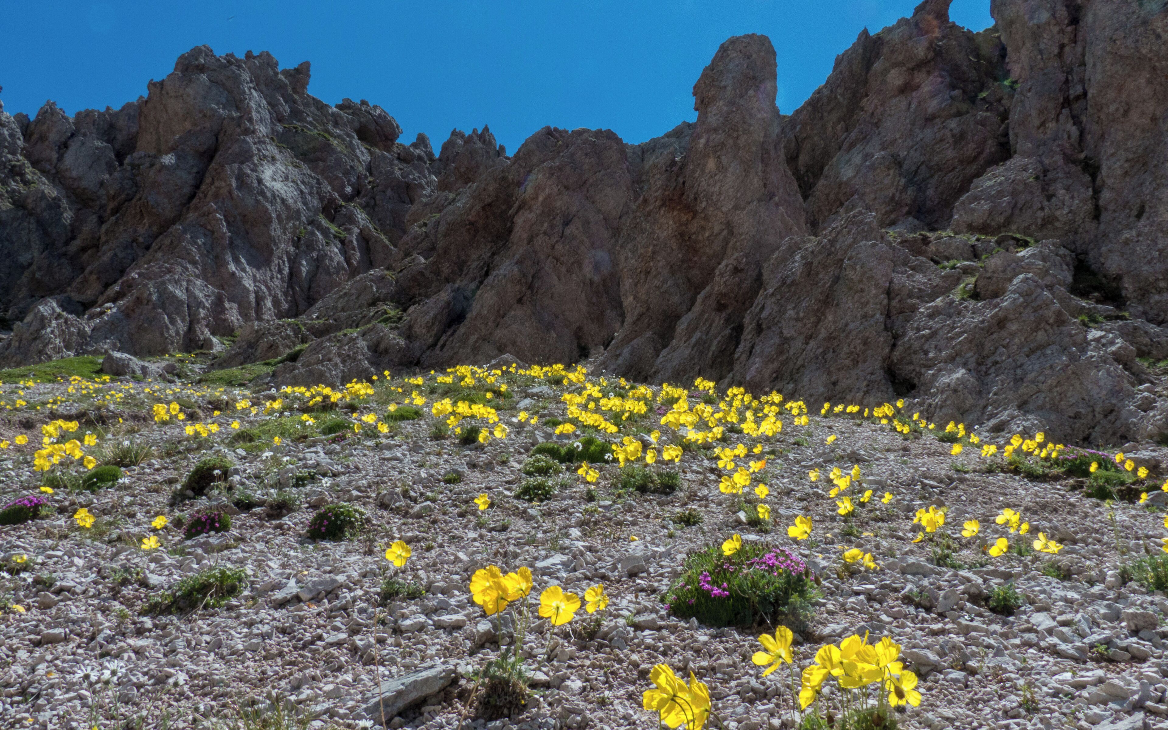 Gelber Alpenmohn (Papaver aurantiacum) Papaveraceae am Peitlerkofel "Basislager" für die Touren um Brixen im Eisacktal war eine Fereinwohnung im Mittermoarhof in Albeins: www.mittermoarhof.com/ Den positiven Gästebewertungen möchte ich mich anschließen.
