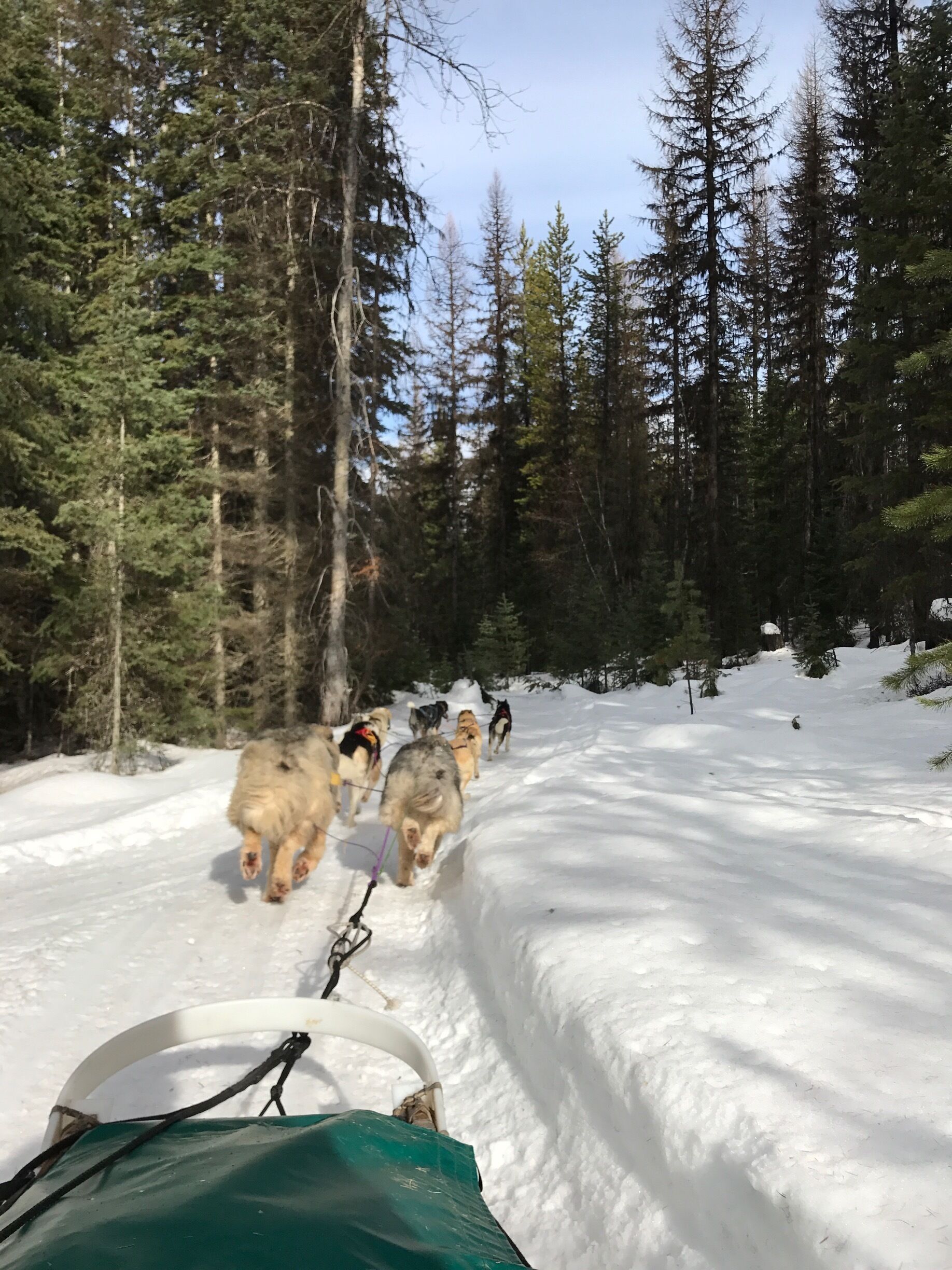 Cruising by the speed of dog. 