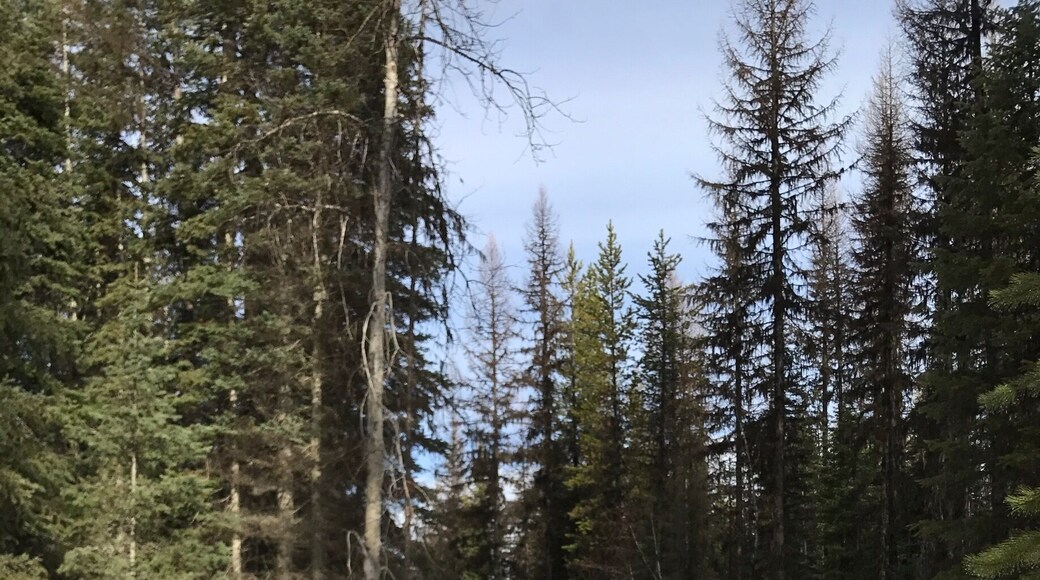 Cruising by the speed of dog.