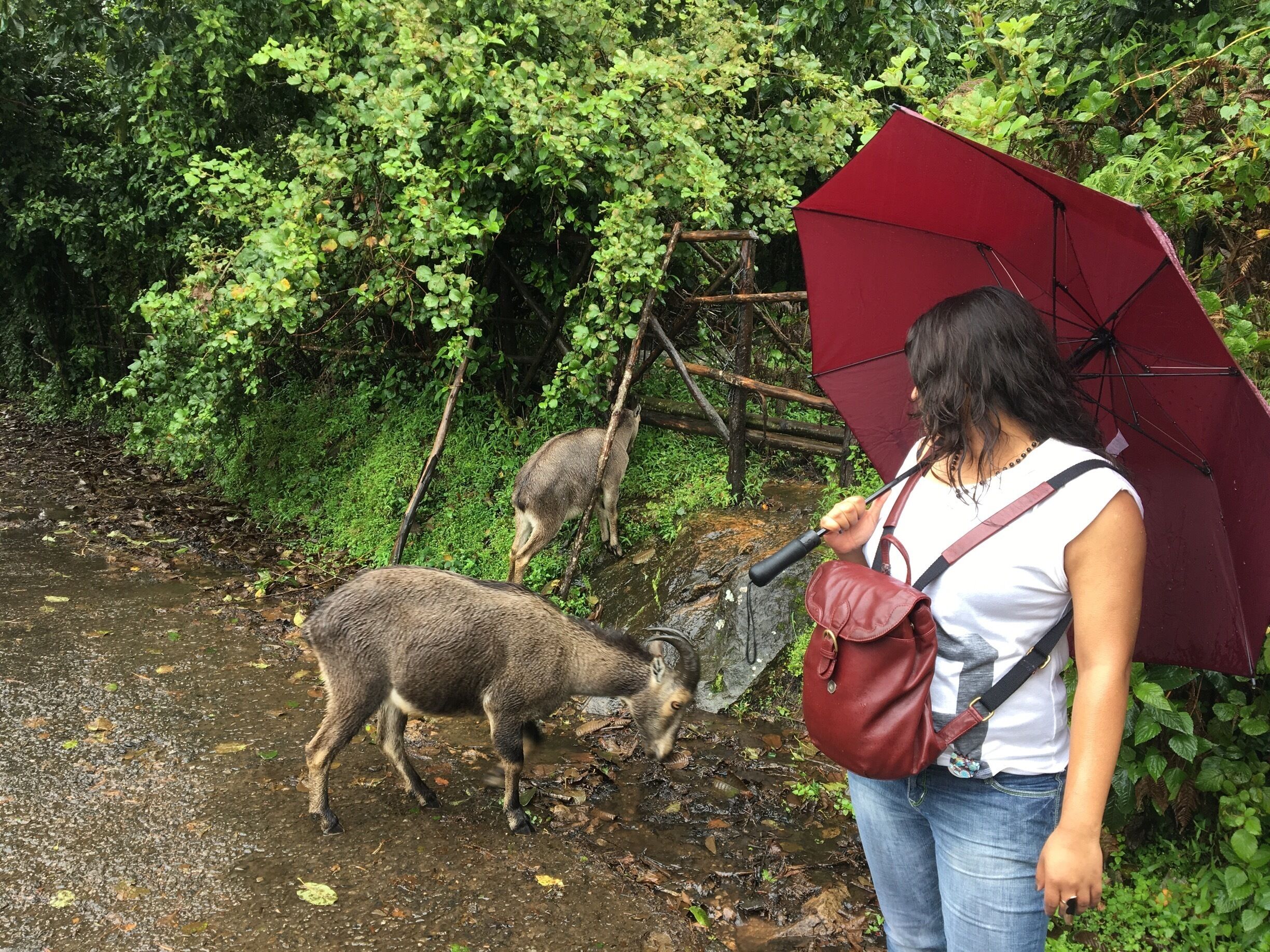 Such a nice place when a bus takes you to the height and leave there, you have to walk yourself and explore the wildlife, basically there, you'll find many herbs, shrubs and wild goats, it was real fun, the cool breeze and rain.....2-3 waterfalls, very near....loved it. 