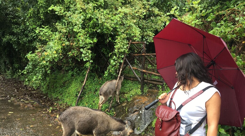 Such a nice place when a bus takes you to the height and leave there, you have to walk yourself and explore the wildlife, basically there, you'll find many herbs, shrubs and wild goats, it was real fun, the cool breeze and rain.....2-3 waterfalls, very near....loved it.