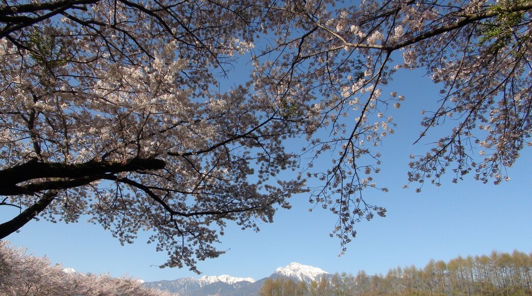 Kabura district cherry trees