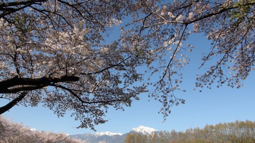 Kabura district cherry trees