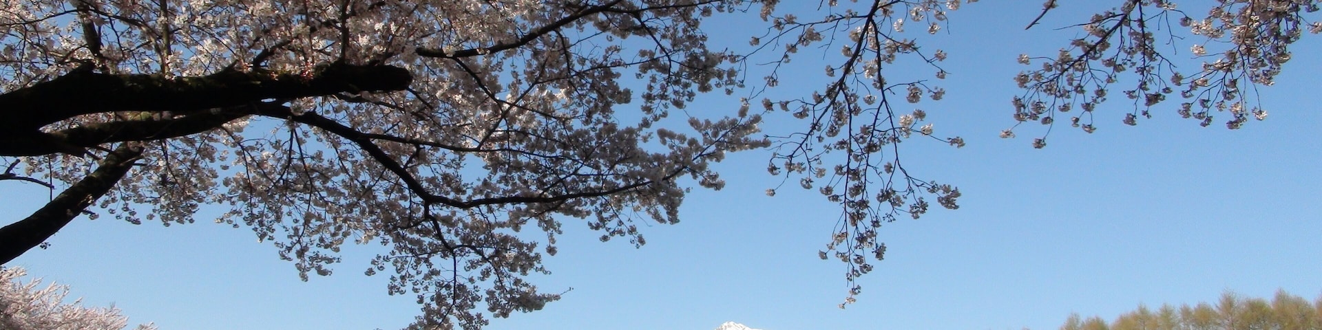 Kabura district cherry trees