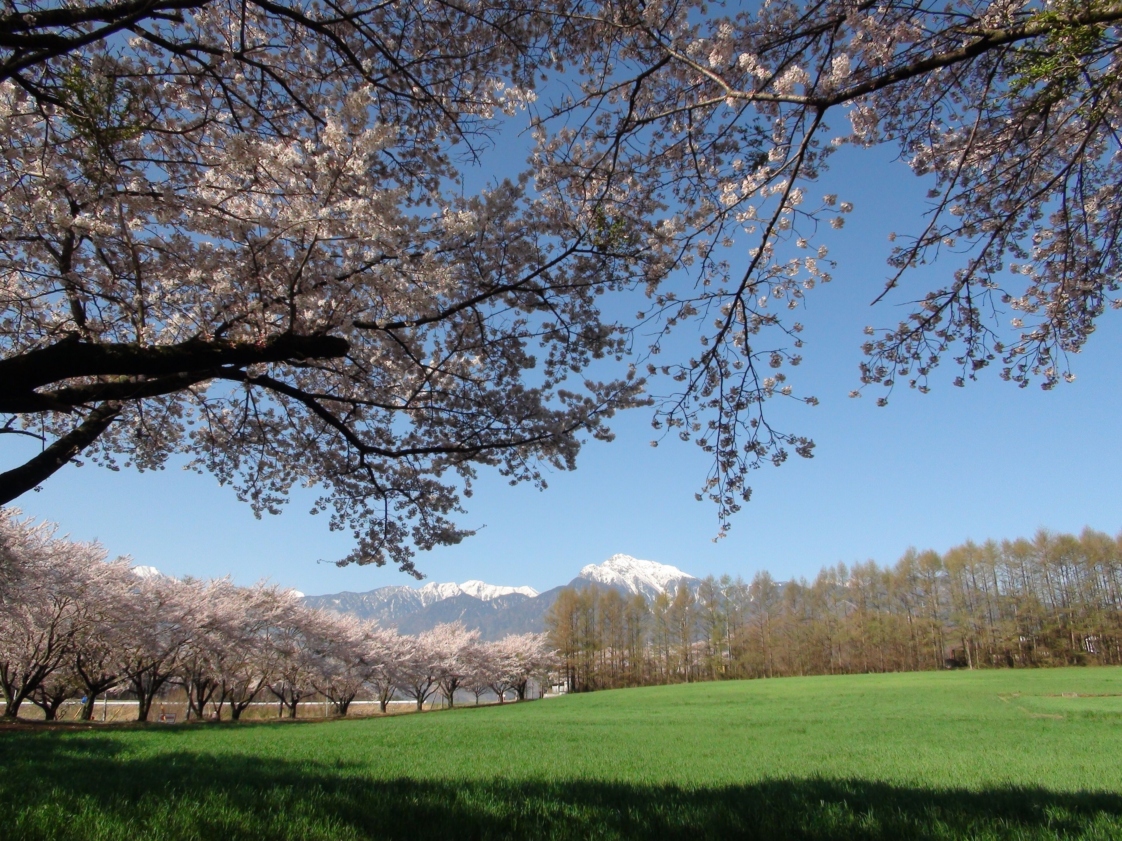 A cherry blossom tree in full bloom with a snow-capped mountain in the background.