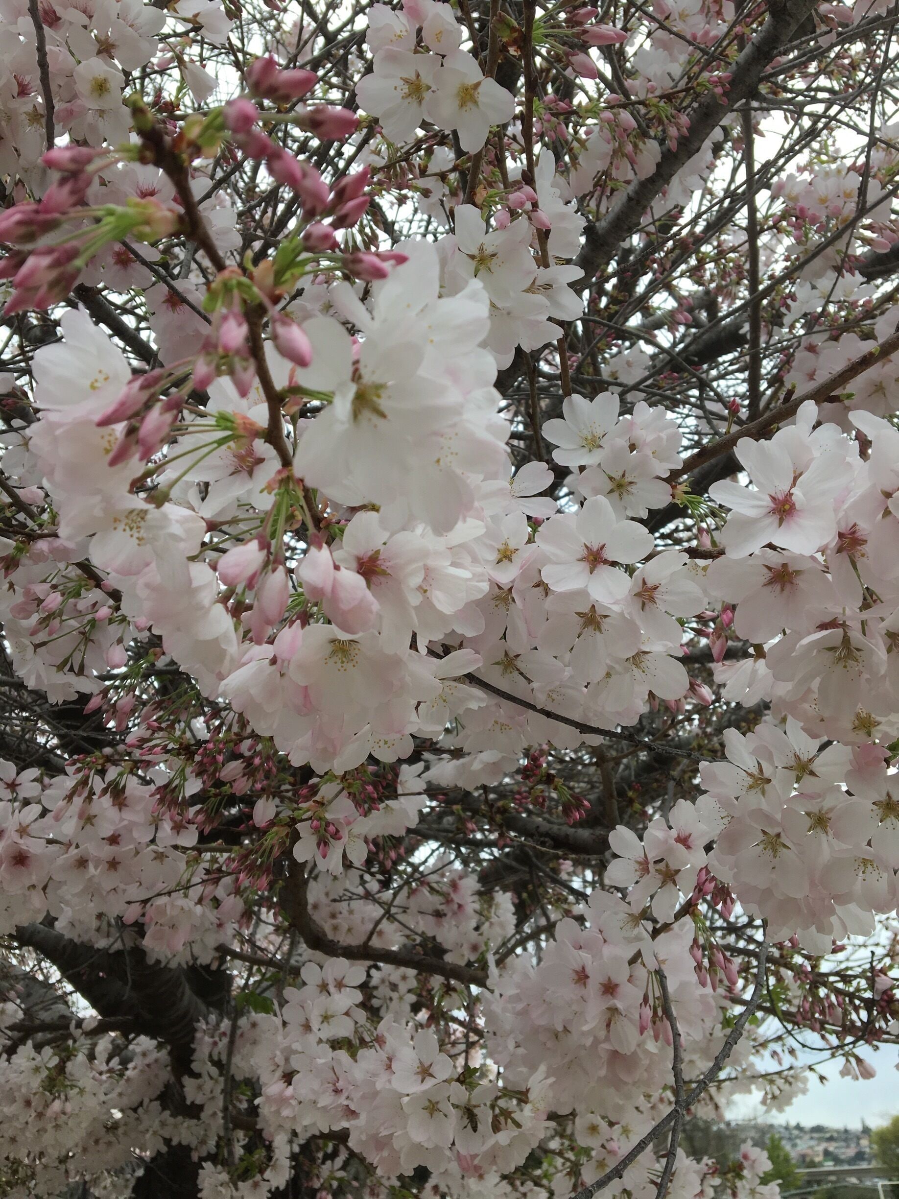 Cherry blossom 
