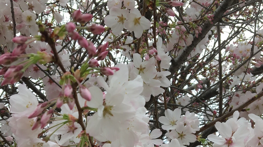 Cherry blossom