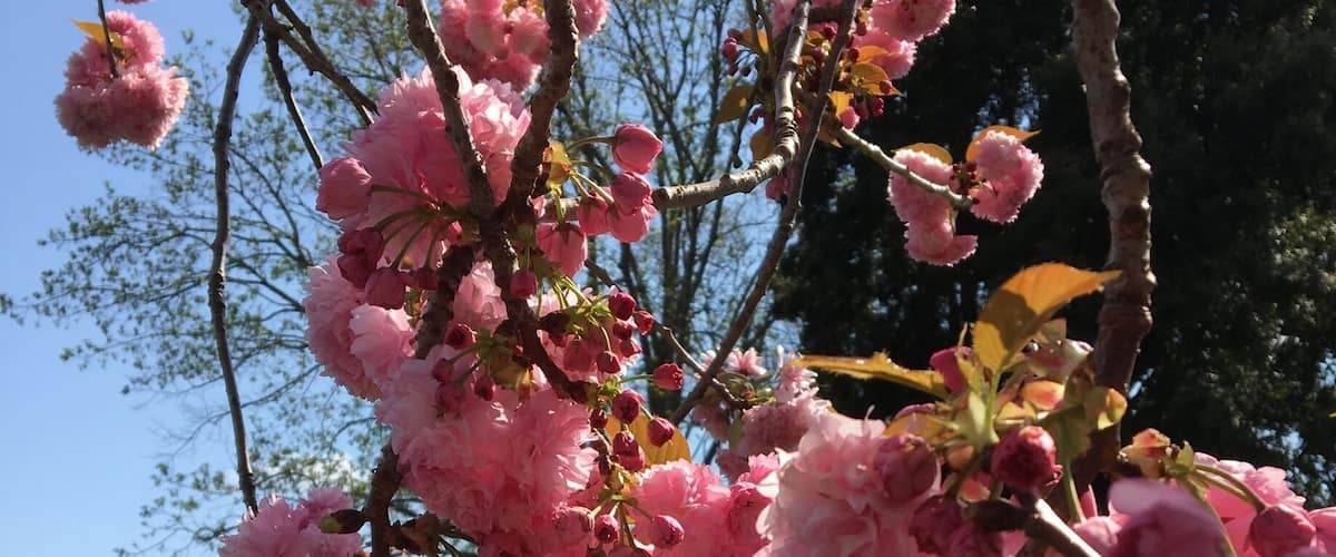 Cherry Blossom