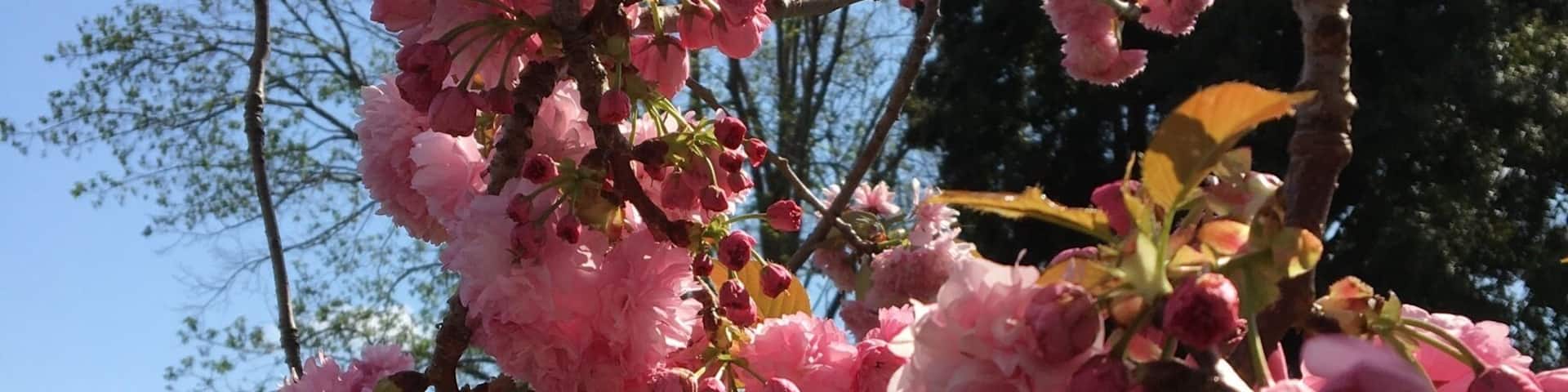 Cherry Blossom