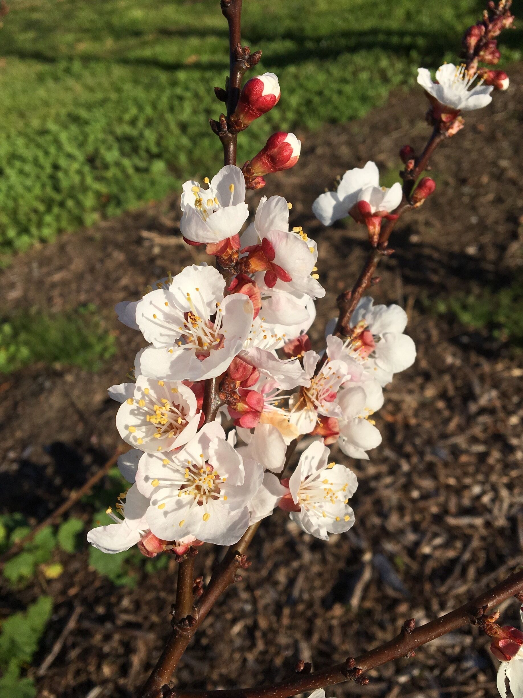 A close-up of a flowering tree branch with white blossoms and some red buds.