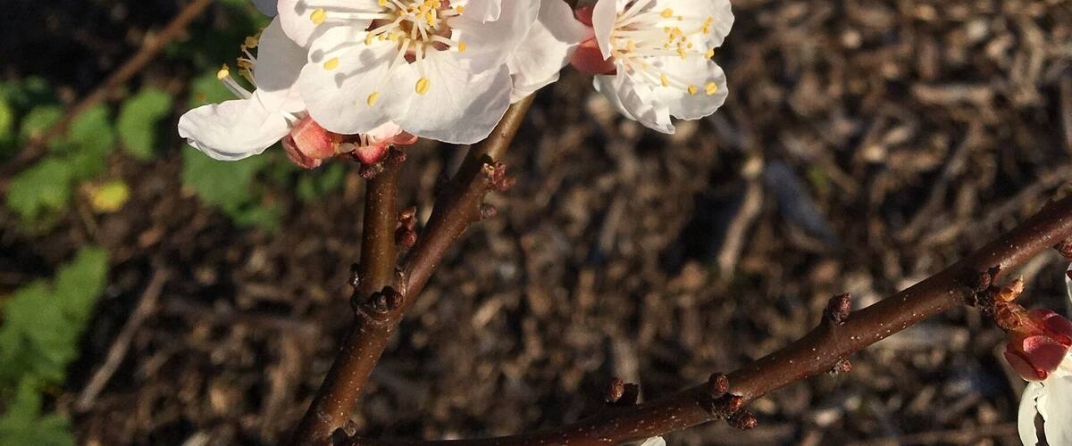 A close-up of a flowering tree branch with white blossoms and some red buds.