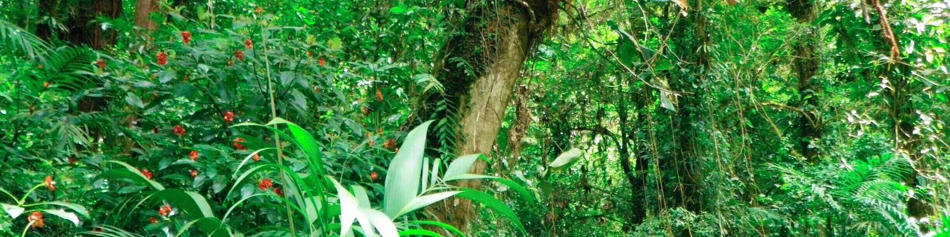 The plants in that forest are amazing!