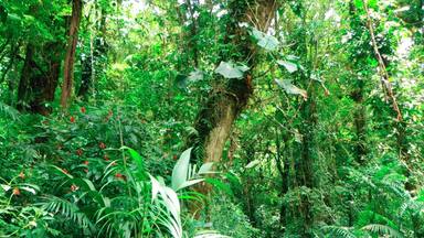 The plants in that forest are amazing!