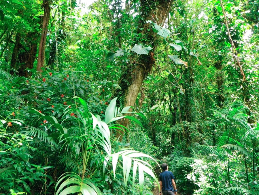The plants in that forest are amazing!