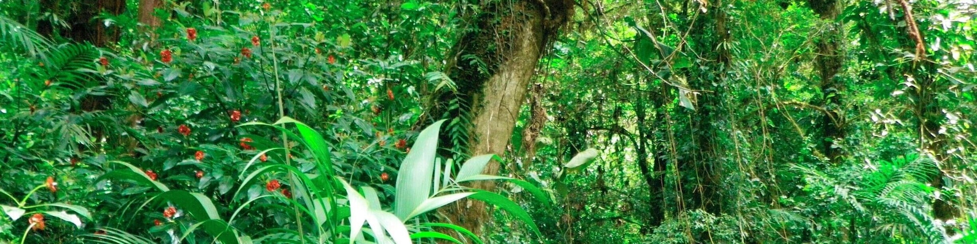 The plants in that forest are amazing!