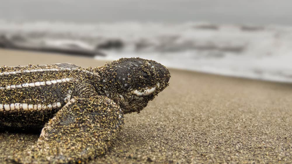 A sea turtle on a sandy beach with waves in the background.