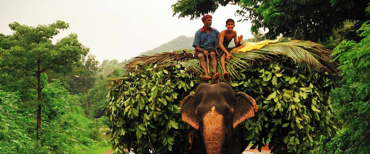 Goa is well known for its beaches and sea. But as you go into the interior of Goa, you see a very different aspect of it. Here an elephant is being used as a beast of burden - a not uncommon sight in the interior of Goa.