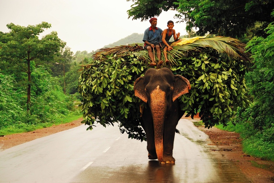 Goa is well known for its beaches and sea. But as you go into the interior of Goa, you see a very different aspect of it. Here an elephant is being used as a beast of burden - a not uncommon sight in the interior of Goa.