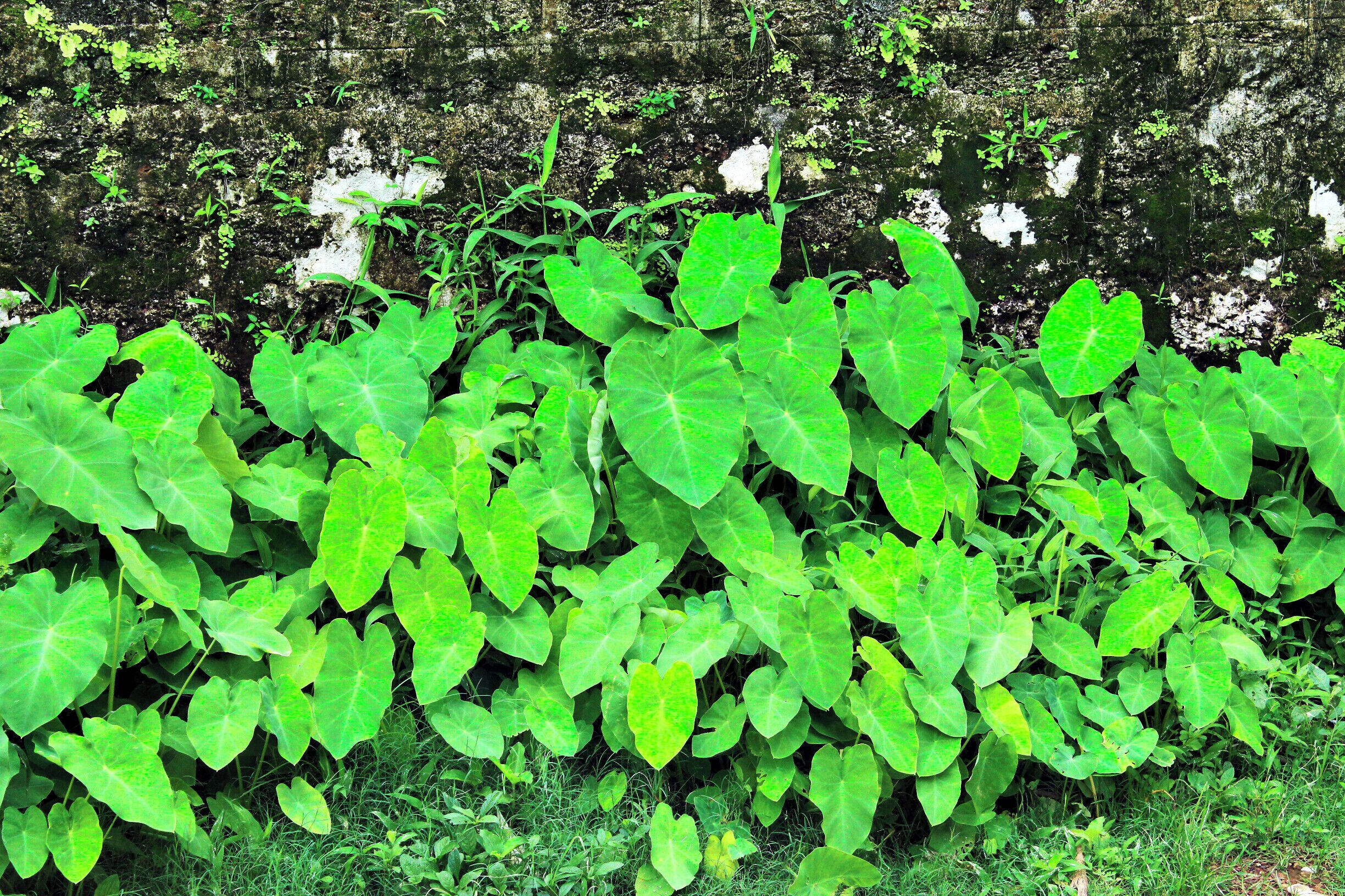 Colors of Nature, Green