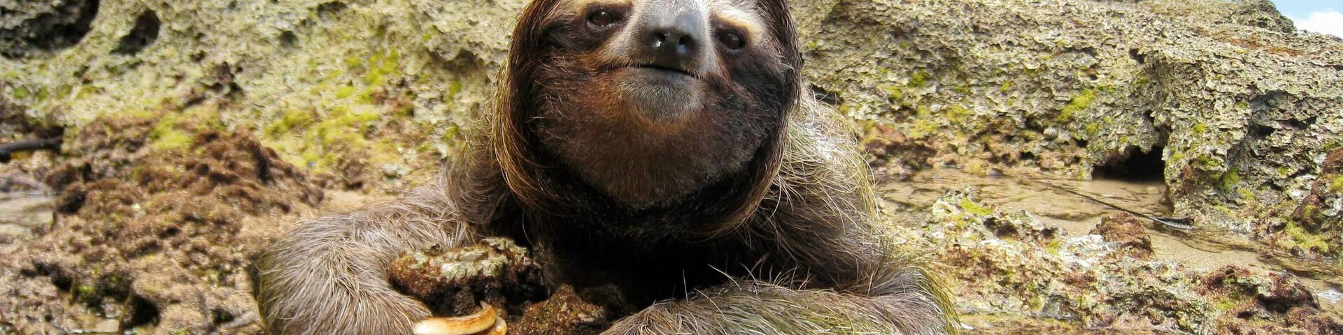 A sloth on a rocky surface.