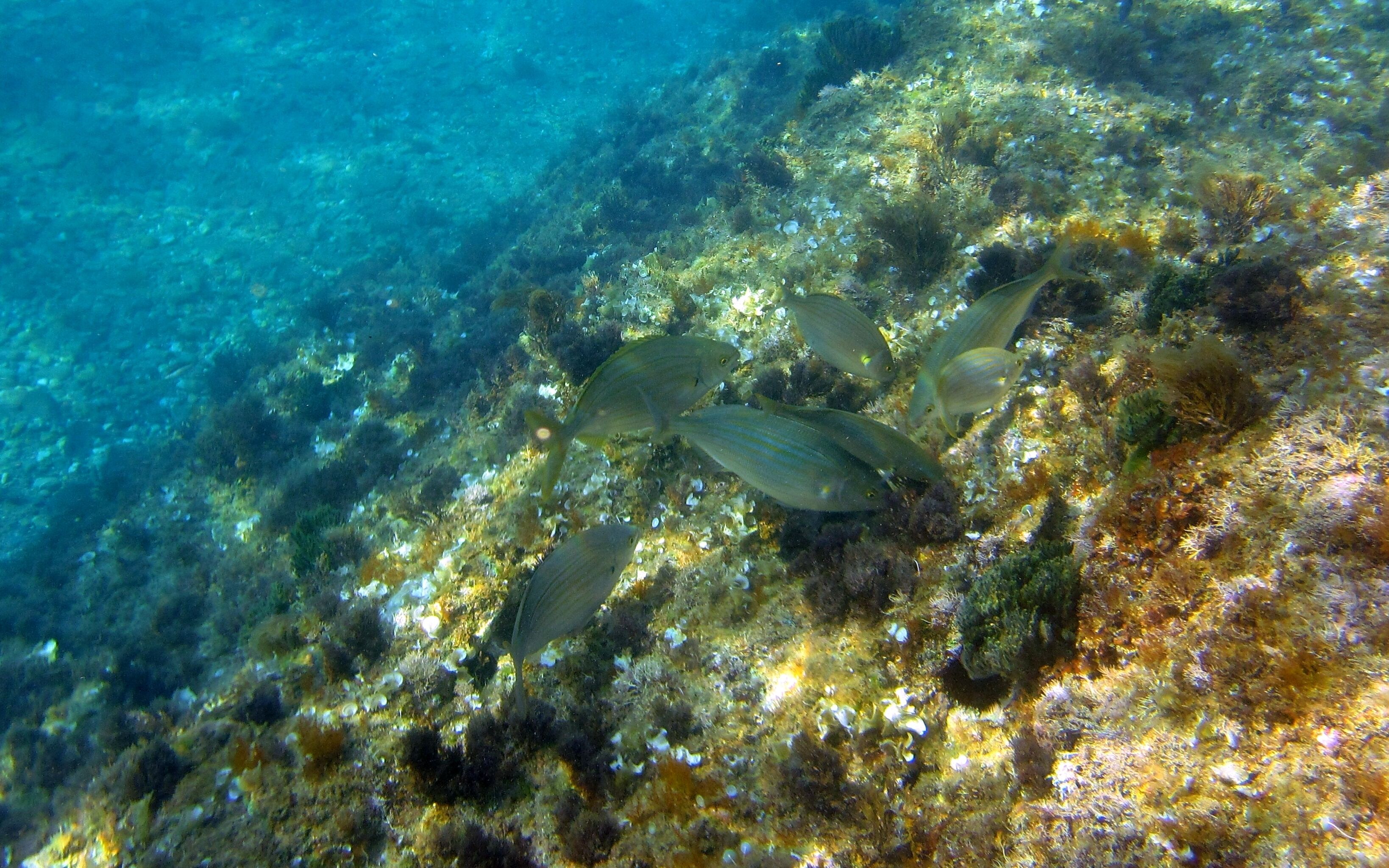 Underwater world Costa Brava