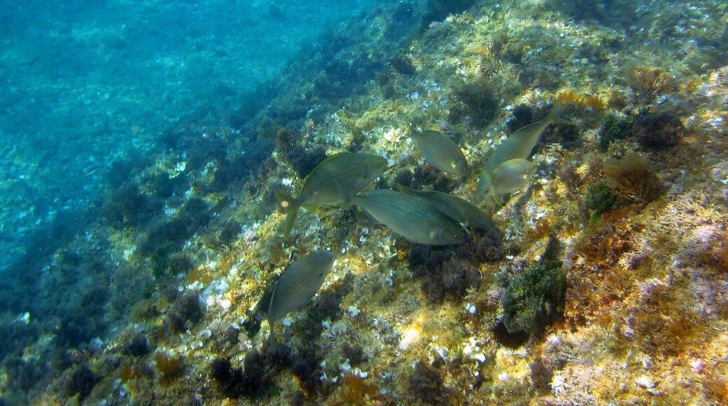Underwater world Costa Brava